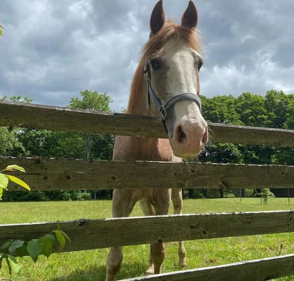 Farm Stay | Animals + Fire Pit | Lakes Region